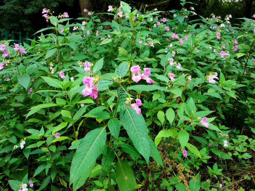 Himalayan balsam