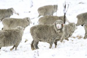 New England Tablelands Merino in snow during winter