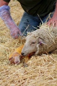 lamb sheep