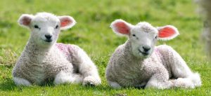 lambs