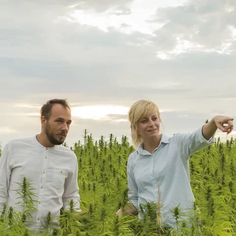 Cannabis Incineration