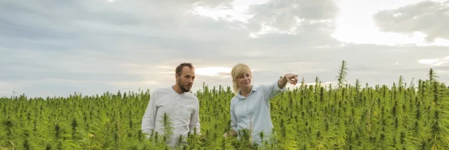 Cannabis Incineration