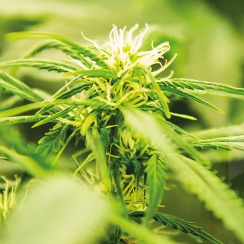 Cannabis Incineration