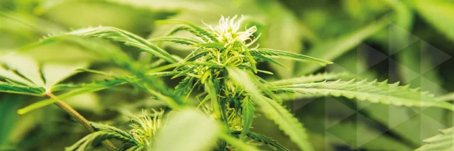 Cannabis Incineration
