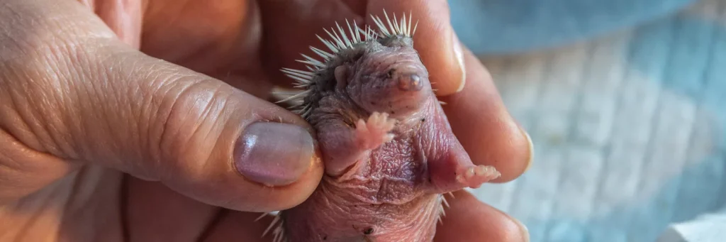 Pet Incineration - Celia Hammond