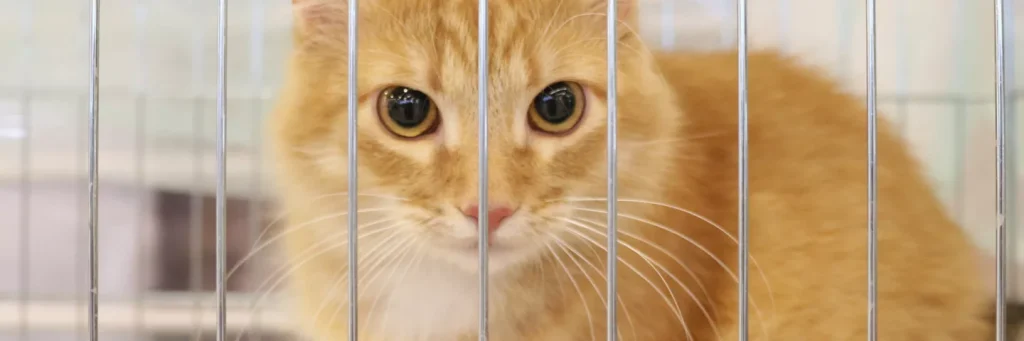 Agricultural Incineration - Celia Hammond