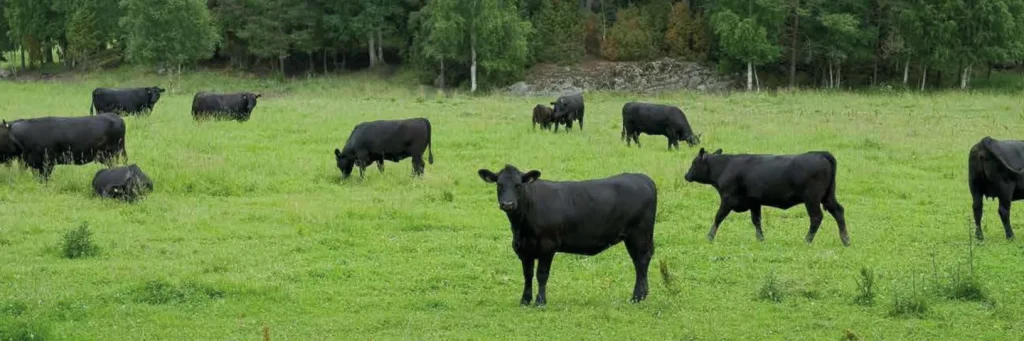 Agricultural Incineration - Croatia