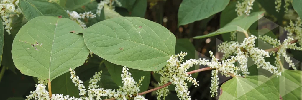 Invasive plants