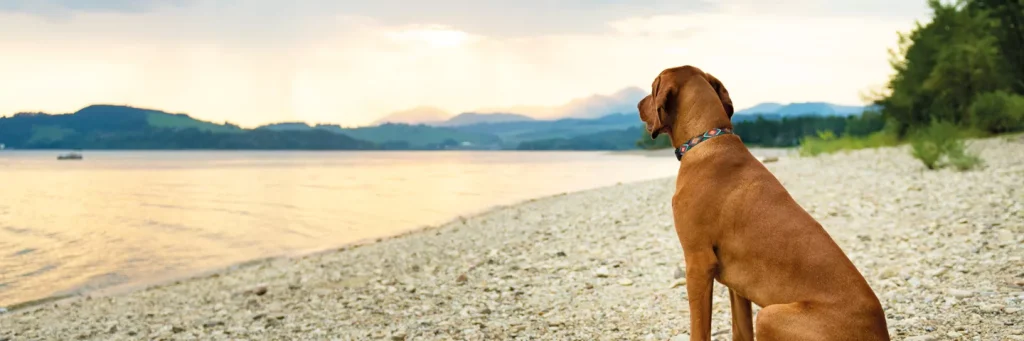 Pet Cremation - New Zealand Vets