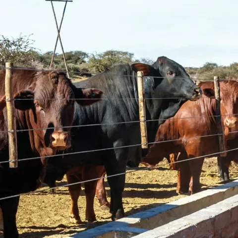 Agricultural Incineration-Zambia