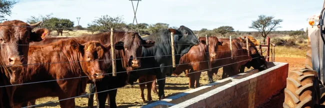 Agricultural Incineration-Zambia