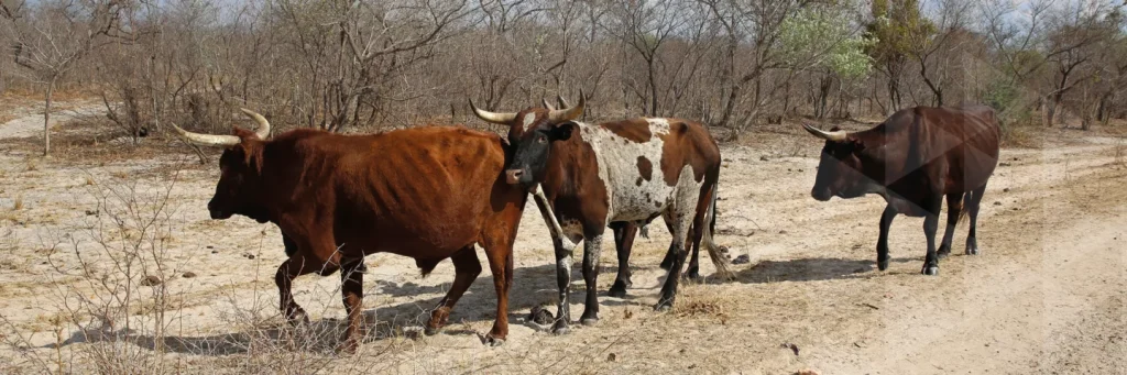 Agricultural Incineration-Zambia
