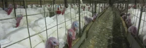 Overcrowding of turkeys
