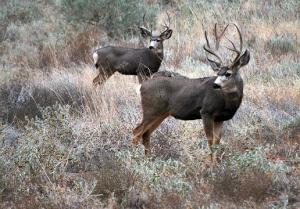Web Deer 2bucks
