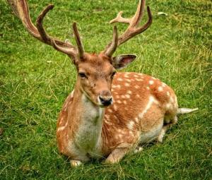 antler carrier fallow deer