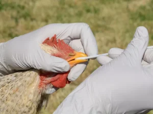 bird flu