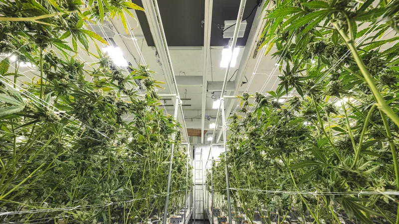 cannabis plant incineration