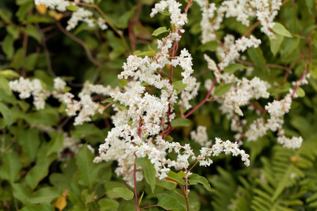 invasive plants