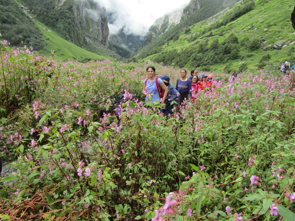 invasive plants