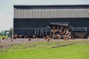 poultry