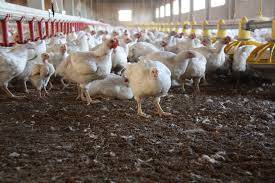 poultry