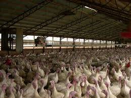 poultry incinerators