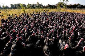 turkeys in field